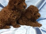 Red Toy Poodle Bebeklerimiz Artik Aramizda