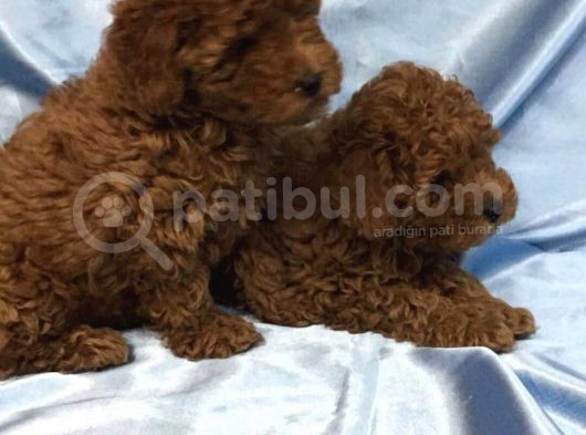 Red Toy Poodle Bebeklerimiz Artik Aramizda