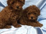 Red Toy Poodle Bebeklerimiz Artik Aramizda