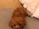 A Kalite Orjinal Red Toy Poodle Yavrularimiz