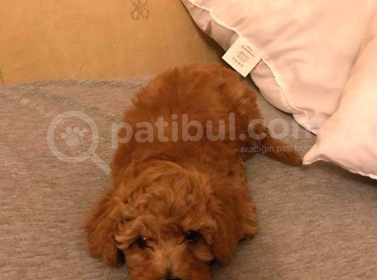 A Kalite Orjinal Red Toy Poodle Yavrularimiz