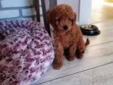 A Kalite Orjinal Red Toy Poodle Yavrularimiz