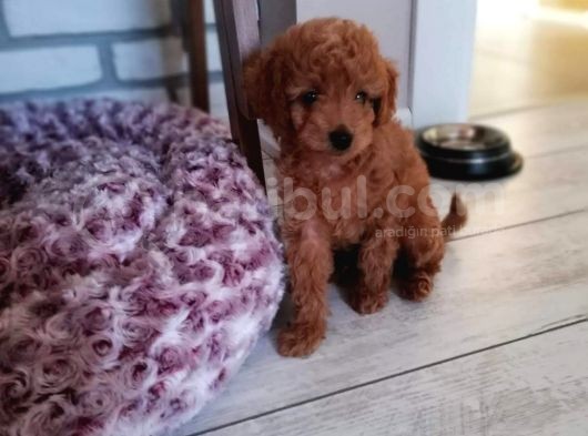 A Kalite Orjinal Red Toy Poodle Yavrularimiz görsel