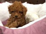 Dünya Tatlisi Show Kalite Toy Poodle Yavrumuz