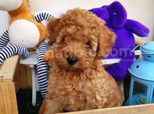 Dünya Tatlisi Show Kalite Toy Poodle Yavrumuz görsel