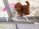 Saglik Ve Irk Garanti̇li̇ Toy Poodle Yavrularimiz