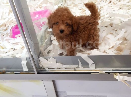 Saglik Ve Irk Garanti̇li̇ Toy Poodle Yavrularimiz görsel