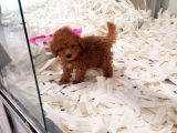 Saglik Ve Irk Garanti̇li̇ Toy Poodle Yavrularimiz