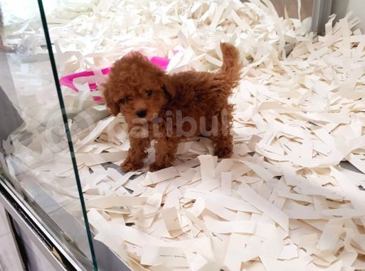 Saglik Ve Irk Garanti̇li̇ Toy Poodle Yavrularimiz görsel