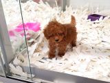 Saglik Ve Irk Garanti̇li̇ Toy Poodle Yavrularimiz