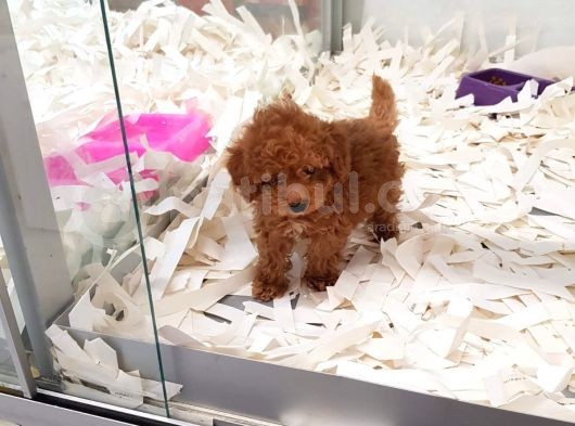 Saglik Ve Irk Garanti̇li̇ Toy Poodle Yavrularimiz