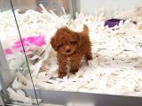 Saglik Ve Irk Garanti̇li̇ Toy Poodle Yavrularimiz