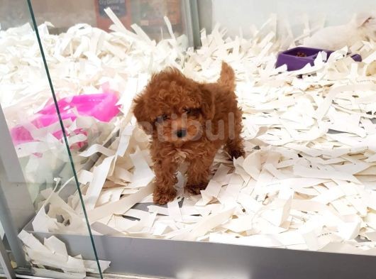 Saglik Ve Irk Garanti̇li̇ Toy Poodle Yavrularimiz görsel