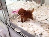 Saglik Ve Irk Garanti̇li̇ Toy Poodle Yavrularimiz