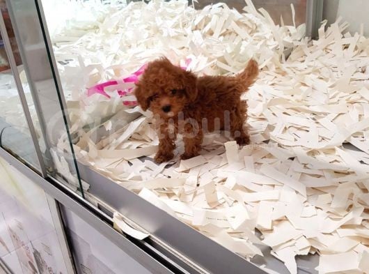 Saglik Ve Irk Garanti̇li̇ Toy Poodle Yavrularimiz görsel