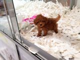 Saglik Ve Irk Garanti̇li̇ Toy Poodle Yavrularimiz