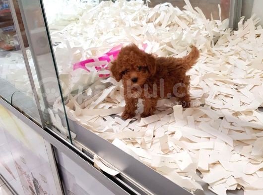Saglik Ve Irk Garanti̇li̇ Toy Poodle Yavrularimiz görsel