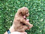 Red Brown Kaliteli Toy Poodle Yavrularimiz
