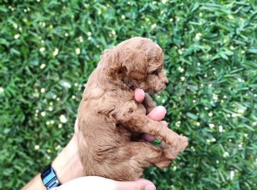 Red Brown Kaliteli Toy Poodle Yavrularimiz görsel