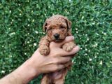 Red Brown Kaliteli Toy Poodle Yavrularimiz