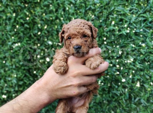Red Brown Kaliteli Toy Poodle Yavrularimiz