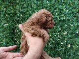 Red Brown Kaliteli Toy Poodle Yavrularimiz