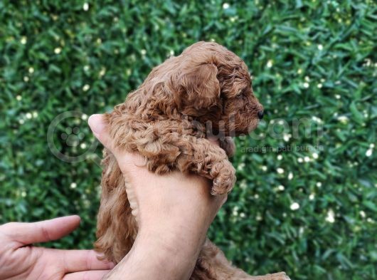 Red Brown Kaliteli Toy Poodle Yavrularimiz görsel