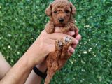 Red Brown Kaliteli Toy Poodle Yavrularimiz