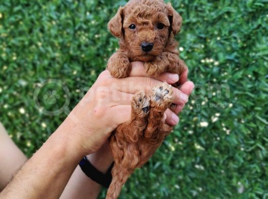 Red Brown Kaliteli Toy Poodle Yavrularimiz görsel