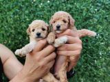Red Brown Kaliteli Toy Poodle Yavrularimiz