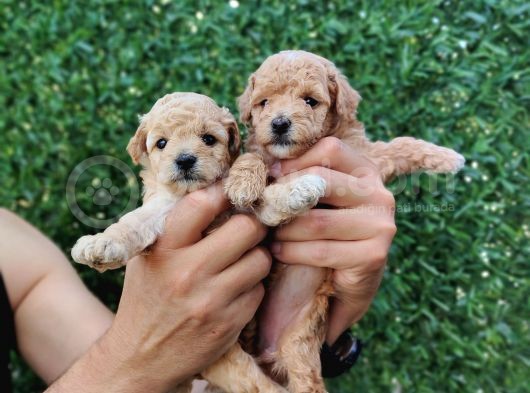 Red Brown Kaliteli Toy Poodle Yavrularimiz görsel