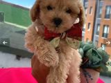 Çocuklarınıza En Güzel Arkadaş Toy Poodle Yavrular