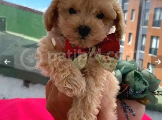 Çocuklarınıza En Güzel Arkadaş Toy Poodle Yavrular