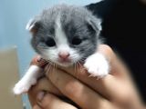 Scottish Fold Gri-Bicolor Bal Küpleri