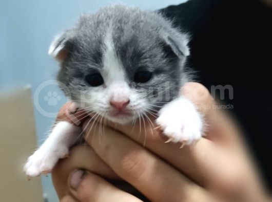 Scottish Fold Gri-Bicolor Bal Küpleri görsel
