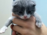 Scottish Fold Gri-Bicolor Bal Küpleri