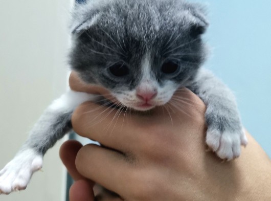 Scottish Fold Gri-Bicolor Bal Küpleri görsel