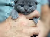 Scottish Fold Gri-Bicolor Bal Küpleri