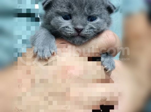 Scottish Fold Gri-Bicolor Bal Küpleri