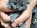 Scottish Fold Gri-Bicolor Bal Küpleri