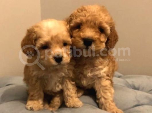 Uygun Koşullarda Apricot Toy Poodle Yavrular