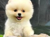 Yurtdışından Getirilmiştir, Erkek, Microchipli Pomeranian Boo