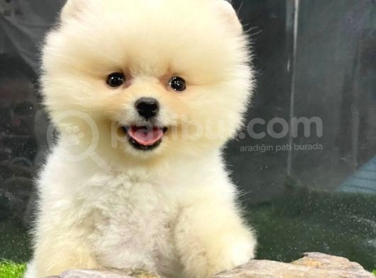 Yurtdışından Getirilmiştir, Erkek, Microchipli Pomeranian Boo görsel