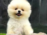 Yurtdışından Getirilmiştir, Erkek, Microchipli Pomeranian Boo