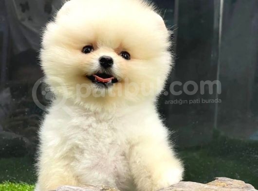 Yurtdışından Getirilmiştir, Erkek, Microchipli Pomeranian Boo görsel