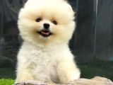 Yurtdışından Getirilmiştir, Erkek, Microchipli Pomeranian Boo