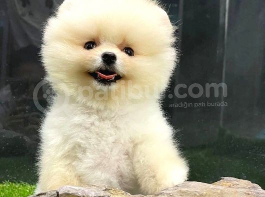 Yurtdışından Getirilmiştir, Erkek, Microchipli Pomeranian Boo görsel