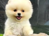 Yurtdışından Getirilmiştir, Erkek, Microchipli Pomeranian Boo