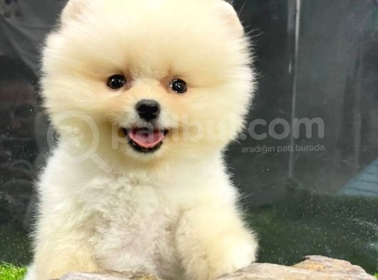 Yurtdışından Getirilmiştir, Erkek, Microchipli Pomeranian Boo görsel