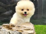 Yurtdışından getirilmiştir, erkek, Microchipli Pomeranian BOO